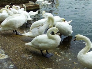 Swans. They look so innocent, but they'll attack ;)