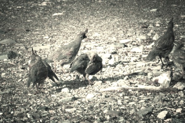 Quail in vacant lot across from my home