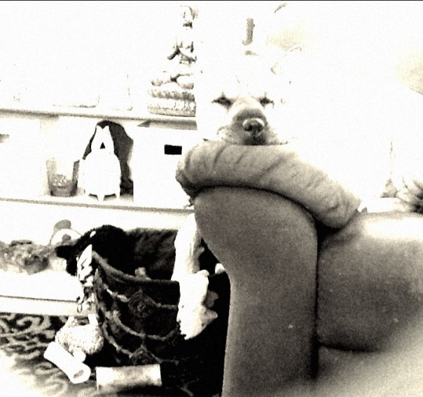 A happy dog - now her toy basket is on the ground