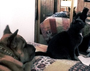 draper and butters beg