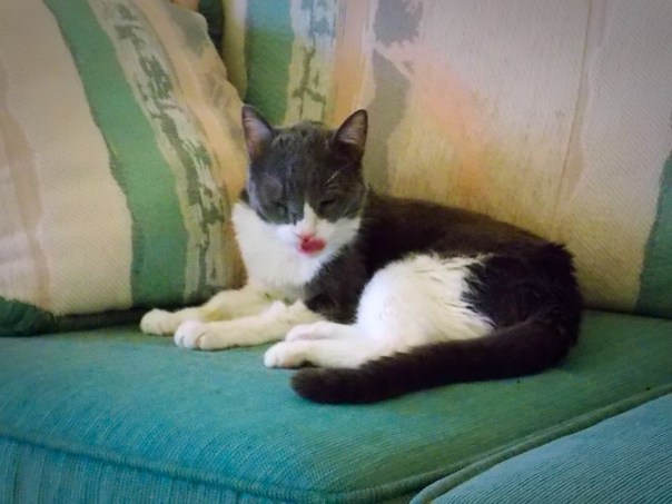 Tiny Dancer with her tongue out