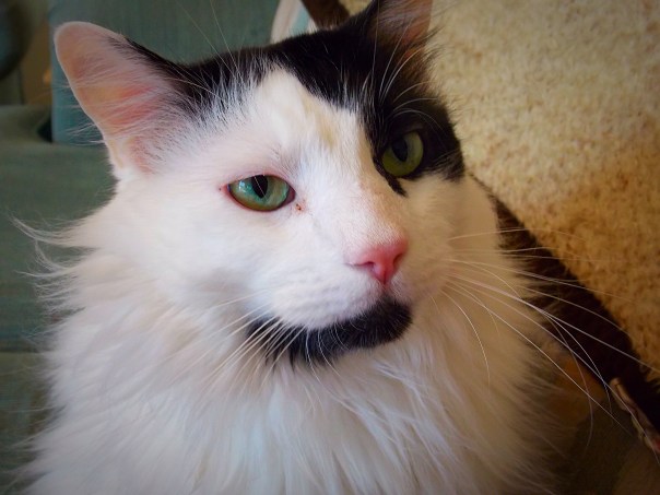 The 'lover but a biter'