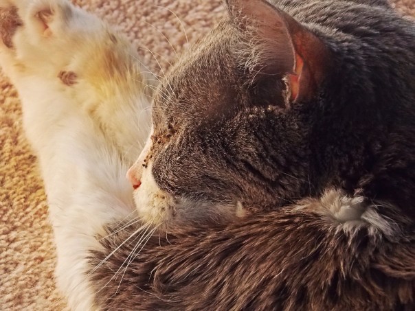 Tiny dancer sleeping