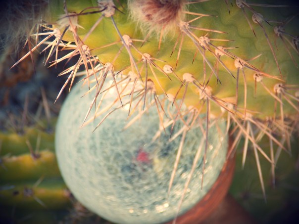 Cacti and globe