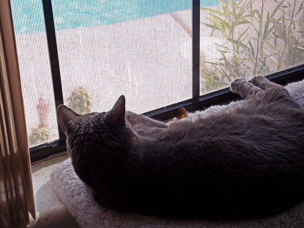 Plucky on her window seat