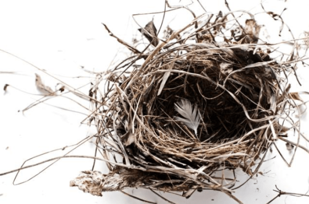 nest
